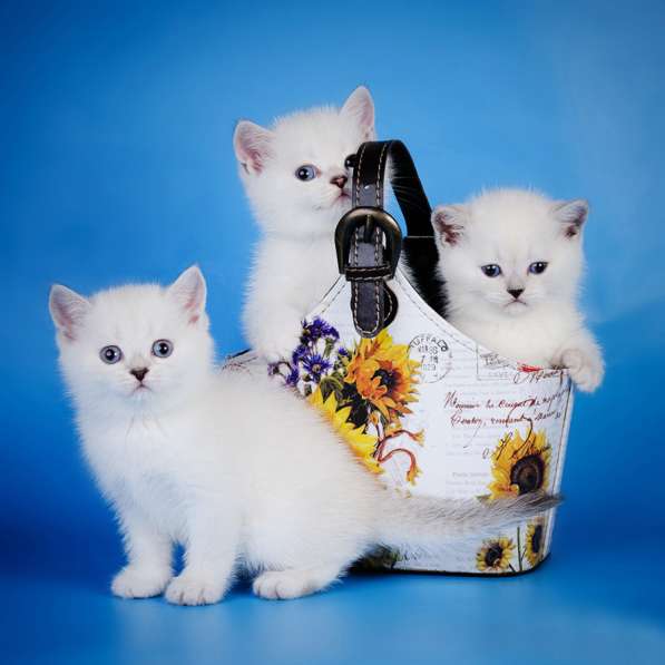 Великолепные британские котята. Красивый подарок в Москве