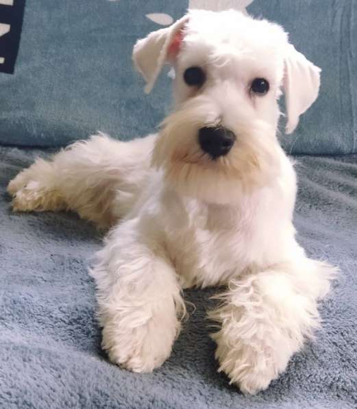 Цверг шнауцер. White в фото 6