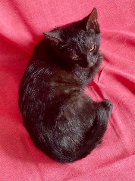 Черный жемчуг - котёнок Коржик ищет заботливых хозяев в Москве фото 6