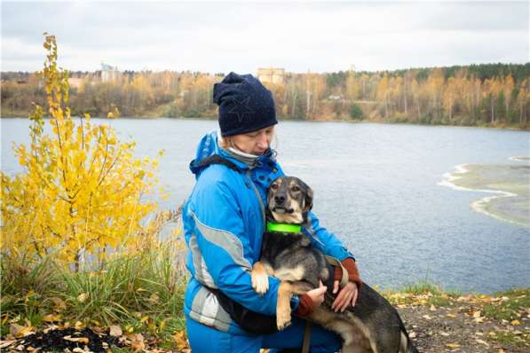 Грэй &ndash; веселый, активный парень ищет дом в Москве фото 4