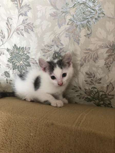 Котята в добрые руки в Москве фото 12