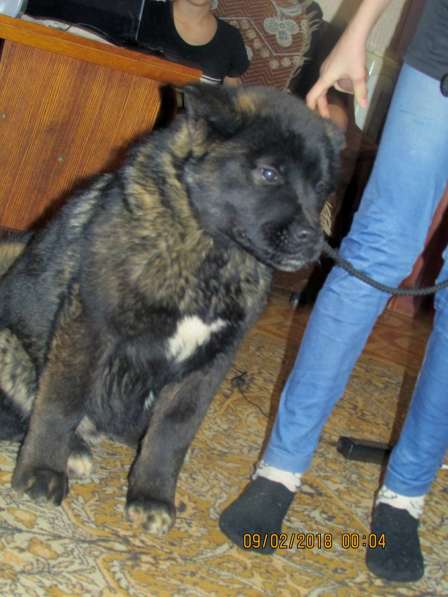 Акитосик в Уфе фото 4