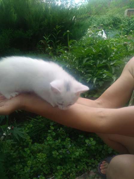 Котёнок - лапочка в Тольятти фото 8