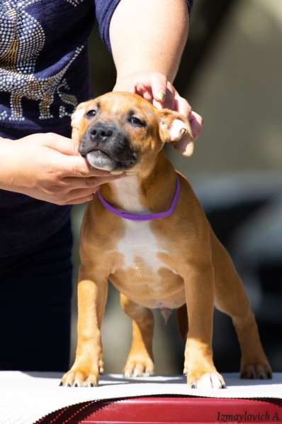 Продажа стаффбуля в Калининграде фото 7