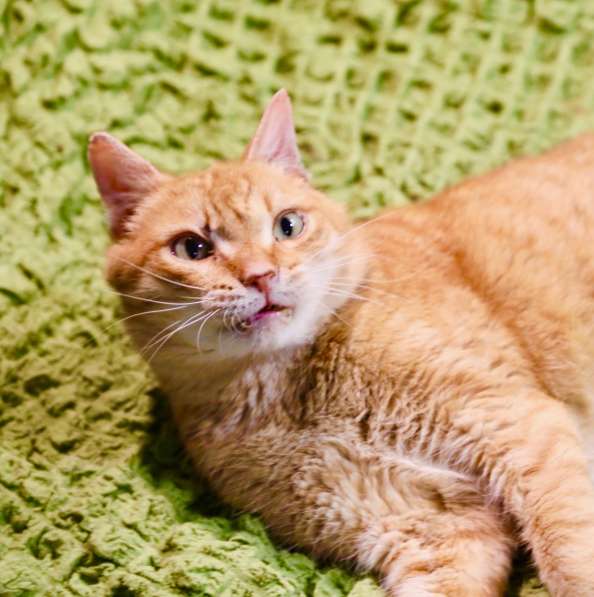 Котик Шуберт - рыжее счастье в дар