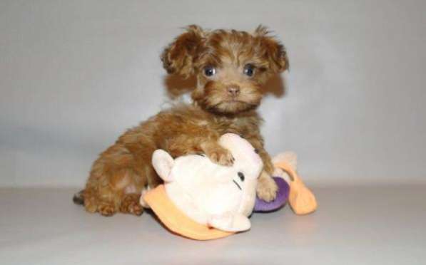 Петербургская Орхидея мальчишки