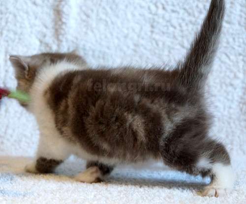 Коты и кошки британские в Новокузнецке фото 11