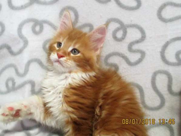 Девочки шоу/брид из питомника Arktur в Екатеринбурге фото 18