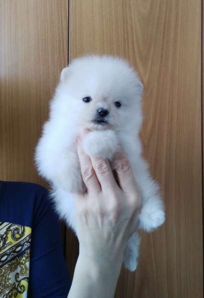 Померанский шпиц. Мини в фото 8