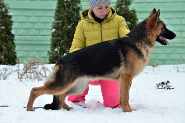 Немецкая овчарка в фото 15