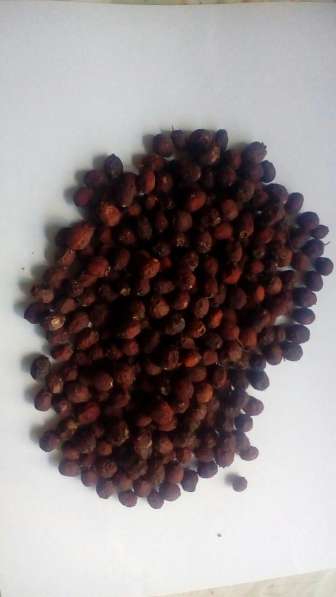 Шиповник Крымский в Феодосии фото 3