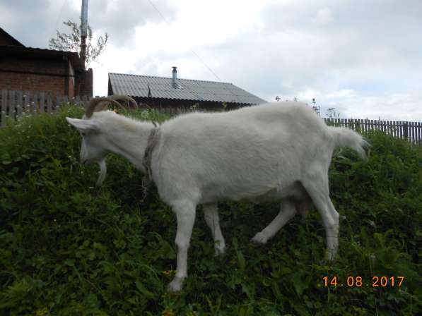 Продаётся коза в Новосибирске фото 5