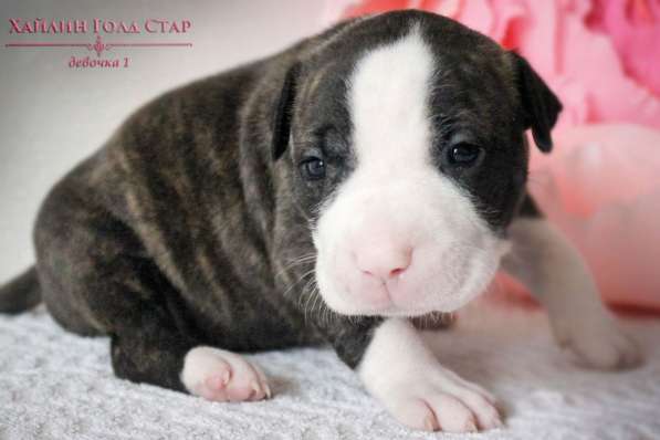 Щенки Американского Пит-бультерьера