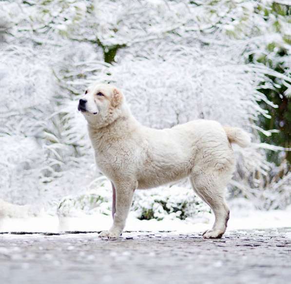 Роскошная Лана,собачка-подросток породы алабай в добрые руки в Москве