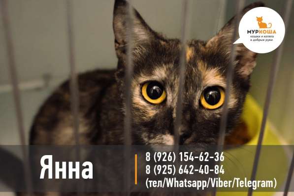 Благородная Янна ищет друга в Москве фото 5