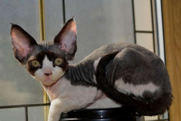 Девон-рекс. Котик в Москве фото 8