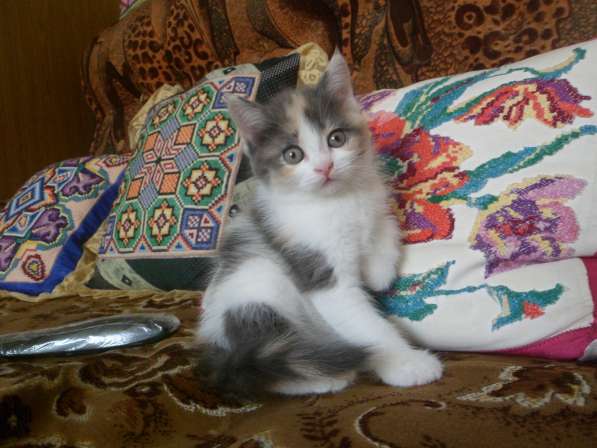 Котята Мальчик белый. Девочка трехцветка в Тюмени фото 4