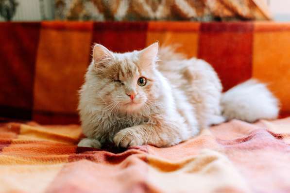 Рыжий котик Мокки с одним глазиком ищет дом в Москве фото 5