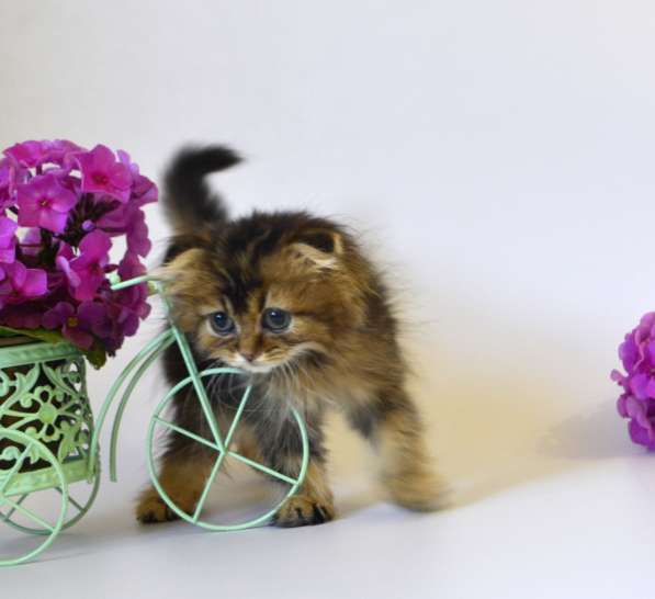 Шотландские котята, цена снижена в Москве фото 16