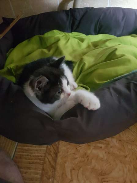 Отдам котенка в Дмитрове фото 14