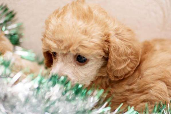 Щенки карликового пуделя в Санкт-Петербурге фото 5