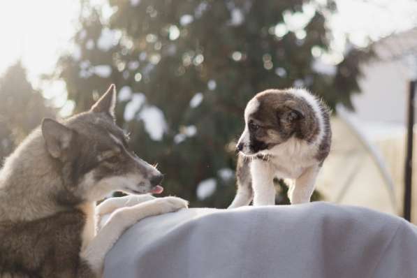 Щенок Ося ищет доброго хозяина! в Москве фото 20