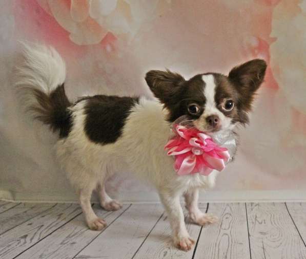 Female chihuahua longhair, of different ages в фото 6