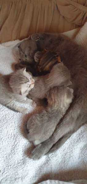 BKH Kitten Verkäufer в фото 14