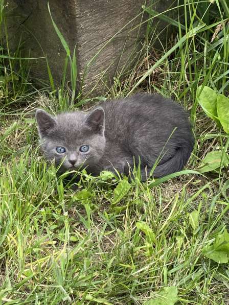 Котята девочки в фото 5