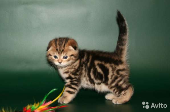 Котята вислоухие и прямоухие в Костроме фото 6