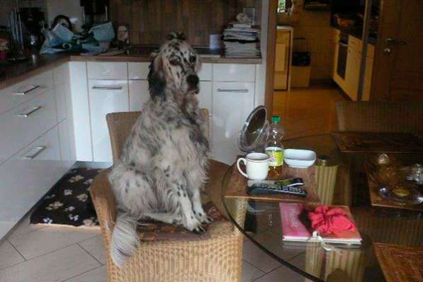 Английский сеттер щенки из элитного питомника в Москве фото 112