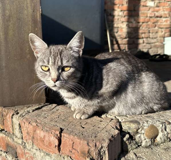 Кошка в Кемерове