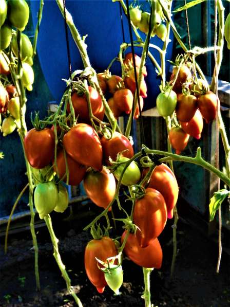 Семена томата ЛЕГЕНДА ТАРАСЕНКО - 20шт в Новосибирске фото 7