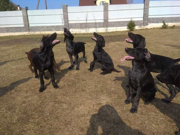 Курцхаар Щенки в фото 15