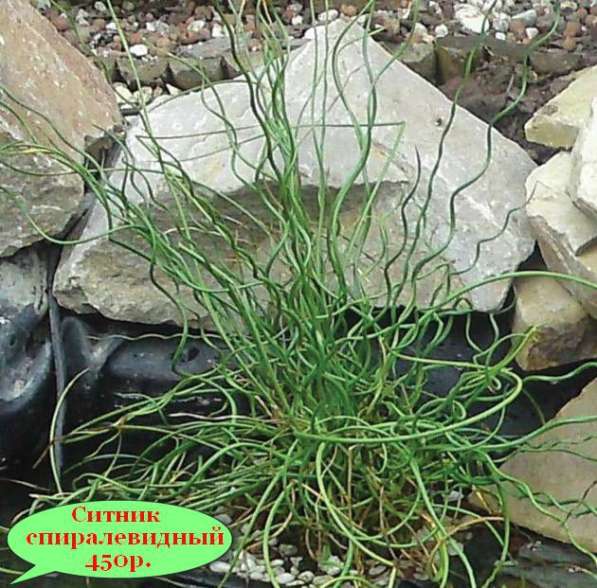 Кувшинки и другие водные растения в Севастополе фото 6