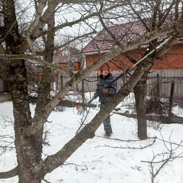 Обрезка и спил деревьев в Санкт-Петербурге