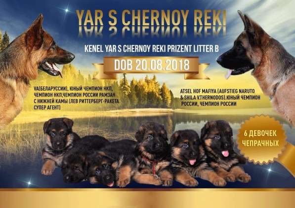 Щенки немецкой овчарки в Москве