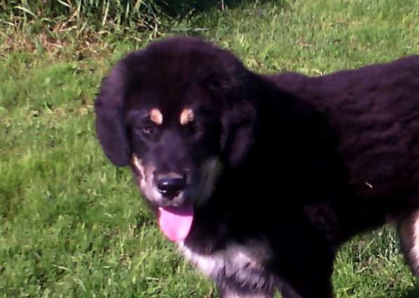 Тибетский мастиф - лучший страж на территории в Москве фото 181