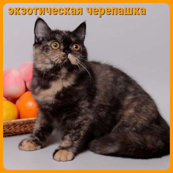 Котята разных пород и окрасов, алиментные котята в Москве фото 12