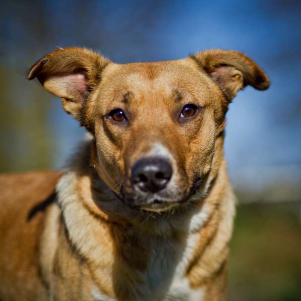 Золотая девочка ищет дом!