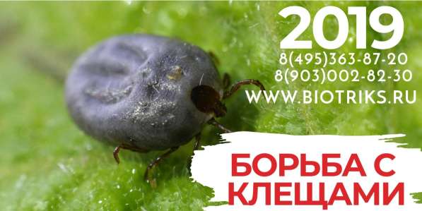 Борьба с Борщевиком Сосновского в Заокском