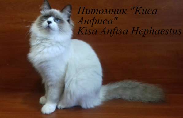 Невские маскарадные котята в фото 8