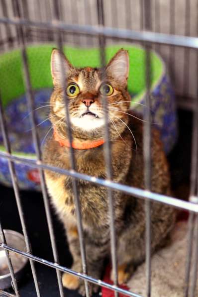 Трепетная кошечка Вербена ищет людей в Москве