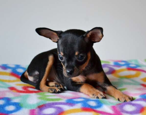 Щенки Той терьера питомник РКФ Москва в Москве фото 5