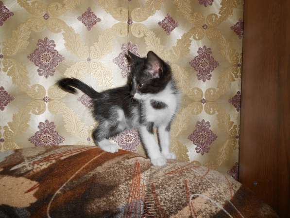 Животные в фото 9