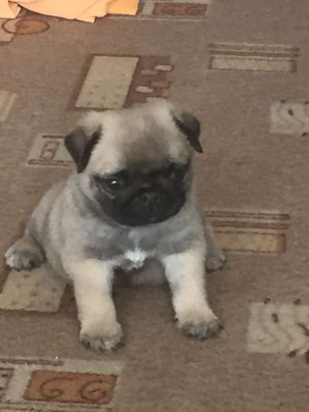 Щенки мопсы в Новокузнецке фото 18