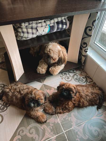 Малыш ши-тцу в Москве