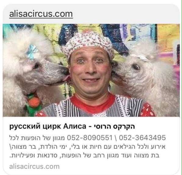 Щенок большого Королевского пуделя, мальчик в фото 3