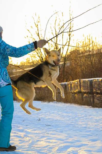Городской, всему обученный пёс в Санкт-Петербурге фото 11