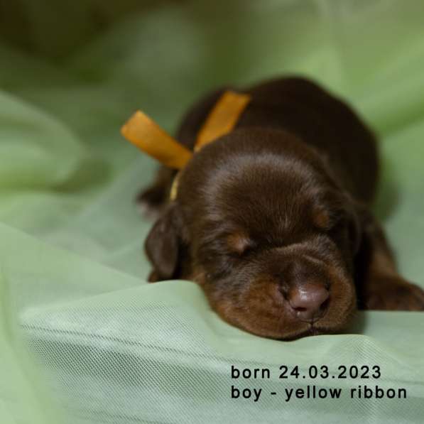 Doberman puppy в фото 20